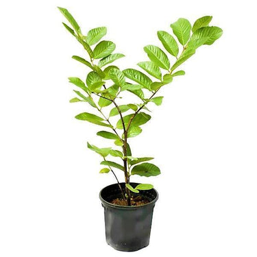 Psidium Guajava - Guava Tree